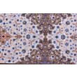 Isfahan Premium